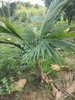 listing thumbnail image 61