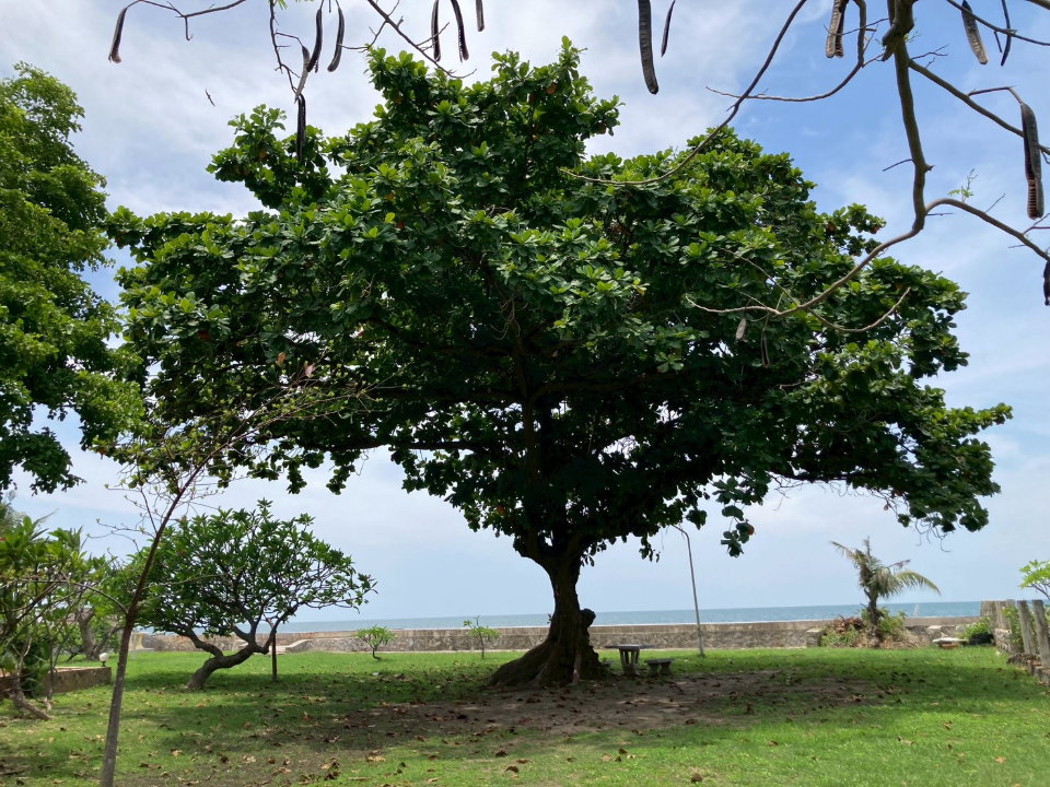 รูป บ้านพร้อมที่ดินแปลงงามติดทะเล บนทำเลศักยภาพพร้อมชายหาดส่วนตัว เหมาะสำหรับบ้านพักตากอากาศ  -SW003851 - รูปที่ 4/17
