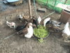 listing thumbnail image 71