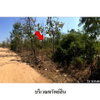 listing thumbnail image 6