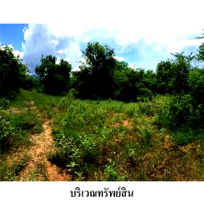 ที่ดิน บ้านโฮ่ง ลำพูน : Z8Z3305 ขายที่ดินเปล่า โครงการ สวนเกษตรนพวรรณ ตำบล หนองปลาสะวาย อำเภอ บ้านโฮ่ง จังหวัด ลำพูน