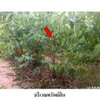 listing thumbnail image 4