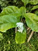 listing thumbnail image 23