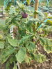 listing thumbnail image 62