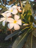 listing thumbnail image 32