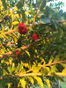 listing thumbnail image 51