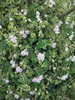 listing thumbnail image 35
