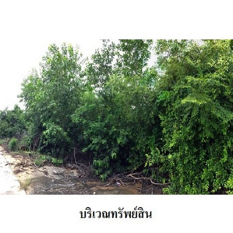 picture FOR SALE LAND PROPERTY 2194000 BAHT. - 4/8