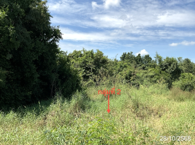 picture LAND 4686.2 Sq.w. Lat Yao Nakhon Sawan for 7M - 12/27