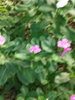 listing thumbnail image 42