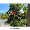 listing thumbnail image 4