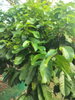 listing thumbnail image 63