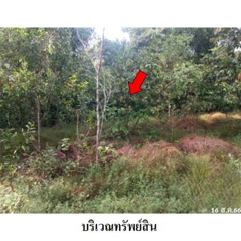 รูป Z2T1321 ขายที่ดินเปล่า ตำบล สระแก้ว อำเภอ เมืองสระแก้ว จังหวัด สระแก้ว - รูปที่ 4/8