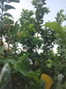 listing thumbnail image 58