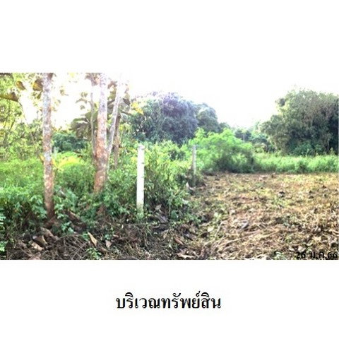 รูป Z8Z4502 ขายที่ดินเปล่า ตำบล ป่าไผ่ อำเภอ ลี้ จังหวัด ลำพูน - รูปที่ 6/8