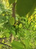 listing thumbnail image 65