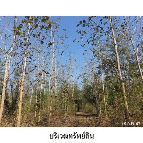 รูป Z3A0330 ขายที่ดิน ตำบล ด่านแม่ละเมา อำเภอ แม่สอด จังหวัด ตาก - รูปที่ 1/8