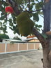listing thumbnail image 4