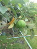 listing thumbnail image 57