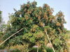 listing thumbnail image 14