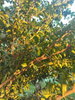 listing thumbnail image 52