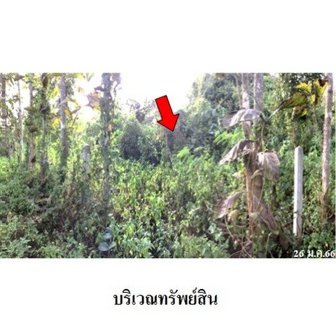 รูป Z8Z4502 ขายที่ดินเปล่า ตำบล ป่าไผ่ อำเภอ ลี้ จังหวัด ลำพูน - รูปที่ 3/8