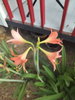 listing thumbnail image 22