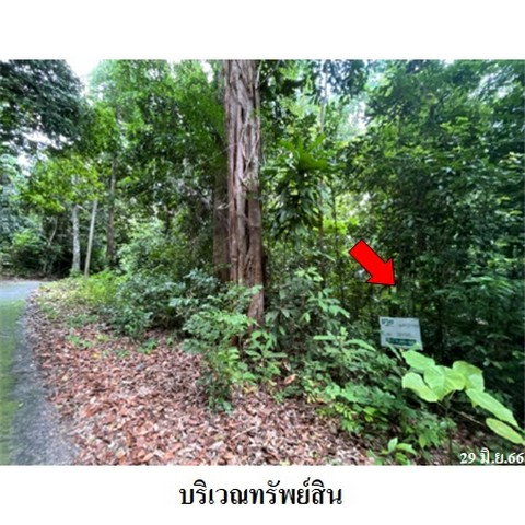 รูป Z1T1120 ขายที่ดินเปล่า โครงการ กระทิง คันทรี รีสอร์ท ตำบล พลวง อำเภอ เขาคิชฌกูฏ จังหวัด จันทบุรี - รูปที่ 6/8