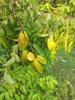 listing thumbnail image 66