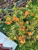 listing thumbnail image 28