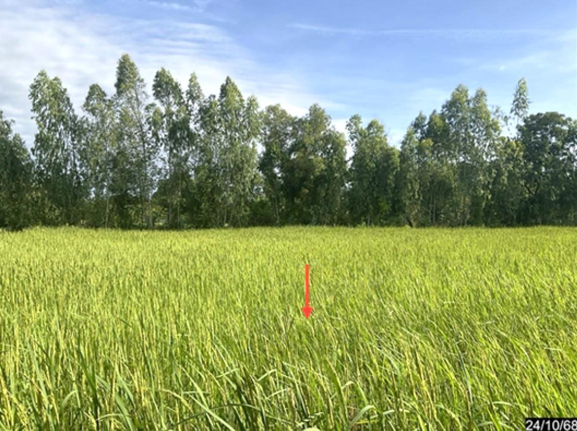รูป ที่ดินว่างเปล่า 822 ตร.วา บ้านไผ่ ขอนแก่น 2.1M - รูปที่ 10/14