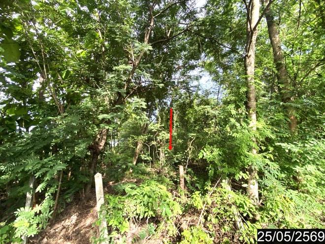 รูป ที่ดินว่างเปล่า 169 ตร.วา ศรีบุญเรือง หนองบัวลำภู 845,000 - รูปที่ 3/20