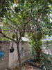 listing thumbnail image 21