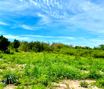 Land for sale Bang Lamung Chonburi : Prime land for sale in Koh Larn, Pattaya, Bang Lamung, Chonburi. Beautiful views, ideal for investment.