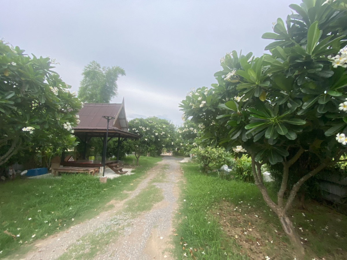 รูป ขายบ้านทรงไทยพร้อมที่ดิน 1 ไร่ วิวทุ่งนา อำเภอท่าวุ้ง จังหวัดลพบุรี - รูปที่ 3/14