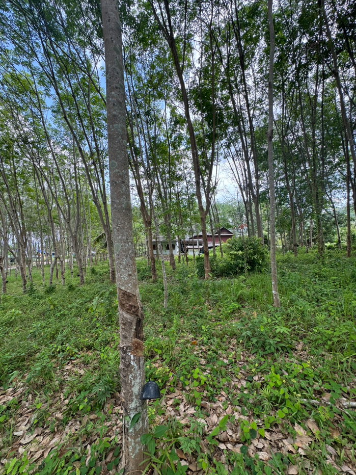 รูป 🌿 เจ้าของขายเอง! ที่ดินสวน 1 ไร่ 14.8 ตร.ว. ติดถนนคอนกรีต จันทบุรี 2,500,000 บาท - รูปที่ 5/6