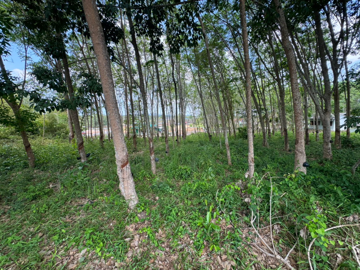 รูป 🌿 เจ้าของขายเอง! ที่ดินสวน 1 ไร่ 14.8 ตร.ว. ติดถนนคอนกรีต จันทบุรี 2,500,000 บาท - รูปที่ 4/6