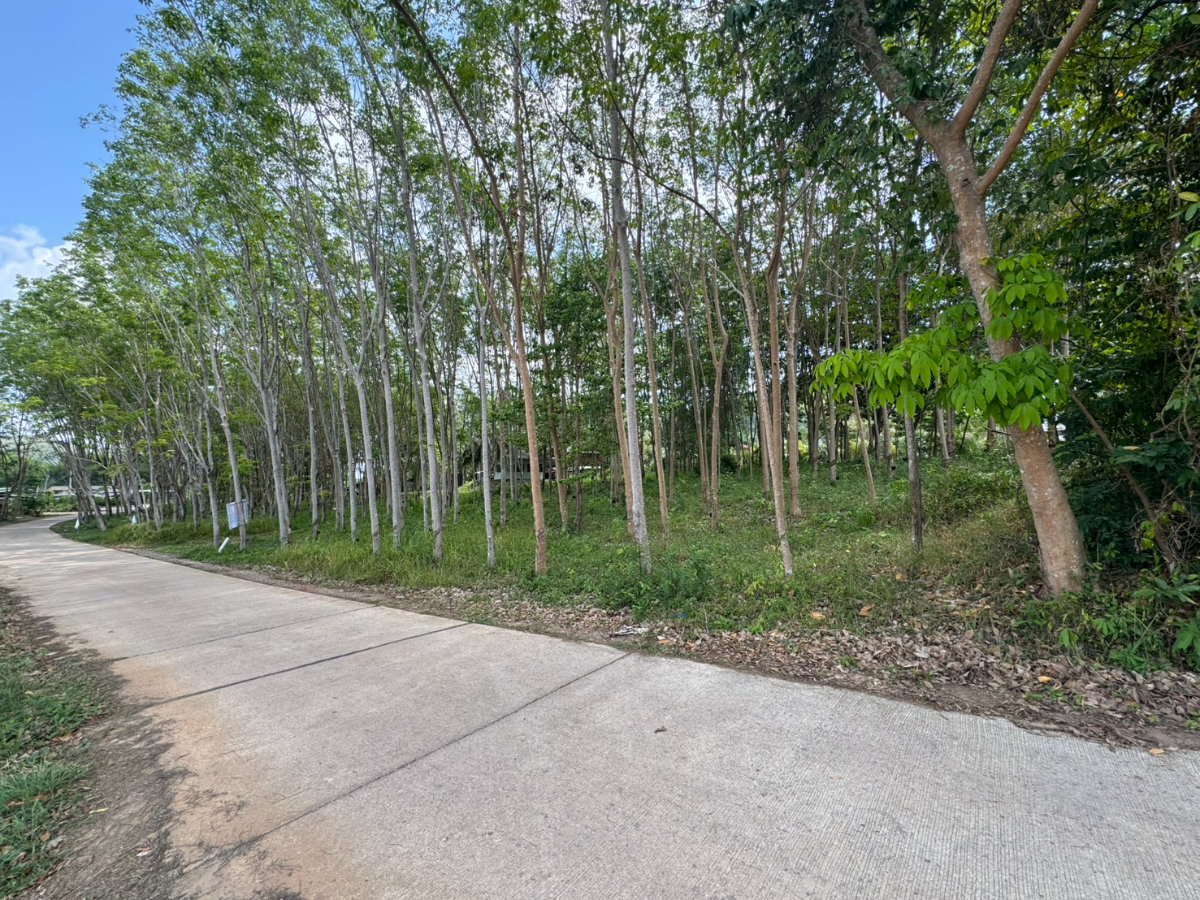 รูป 🌿 เจ้าของขายเอง! ที่ดินสวน 1 ไร่ 14.8 ตร.ว. ติดถนนคอนกรีต จันทบุรี 2,500,000 บาท - รูปที่ 3/6