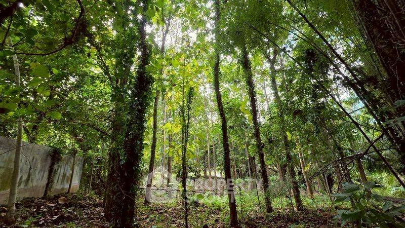 รูป ที่ดินขาย ในแม่แรม แม่ริม เชียงใหม่ (ID 3058471) - รูปที่ 9/10