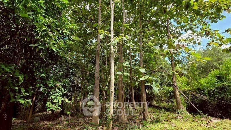 รูป ที่ดินขาย ในแม่แรม แม่ริม เชียงใหม่ (ID 3058471) - รูปที่ 6/10