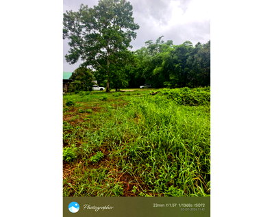 Land for sale Ocean Shopping Mall : Call : 093-596-9441 Land 556 sq.wa near Chumphon city center 1.5 km, Located on Road 2009, Tak Daed, Mueang Chumphon
