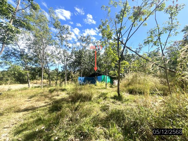 รูป บ้านเดี่ยว 9959 ตร.วา ไพรบึง ศรีสะเกษ 4.3M - รูปที่ 13/32