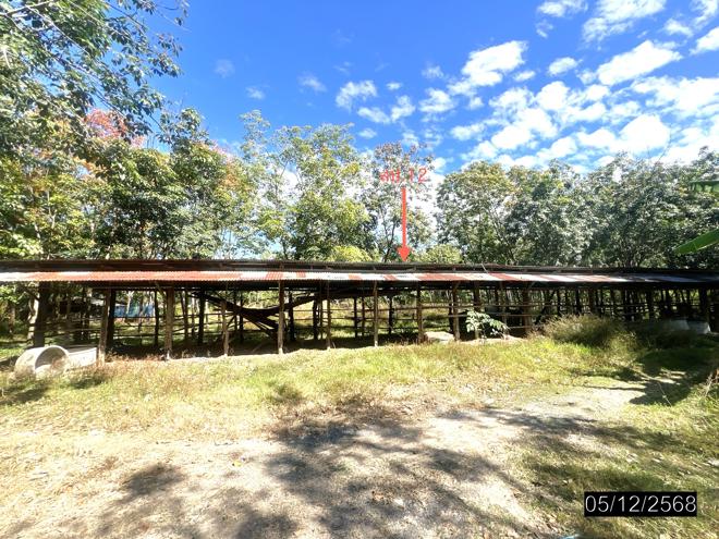 รูป บ้านเดี่ยว 9959 ตร.วา ไพรบึง ศรีสะเกษ 4.3M - รูปที่ 12/32