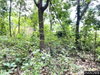 listing thumbnail image 32