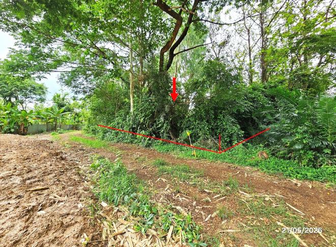 picture LAND 271 Sq.w. Tron Uttaradit for 326,000 - 2/22