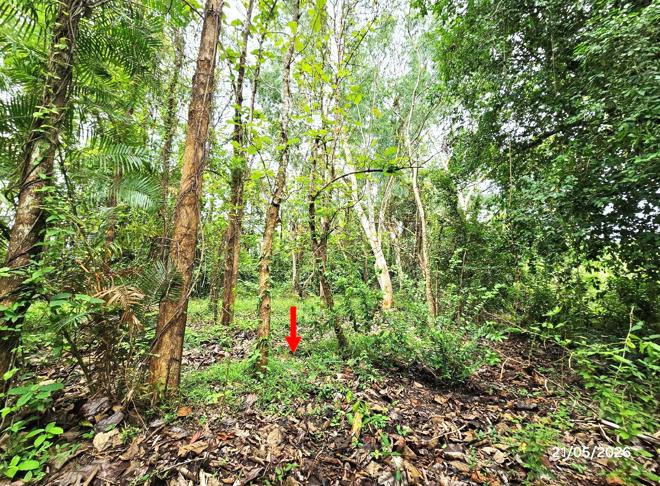 picture LAND 271 Sq.w. Tron Uttaradit for 326,000 - 6/22