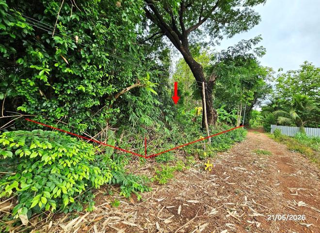 picture LAND 271 Sq.w. Tron Uttaradit for 326,000 - 4/22