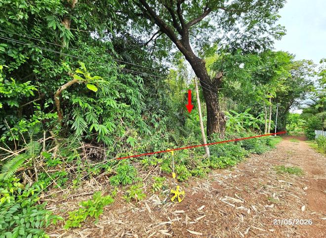picture LAND 271 Sq.w. Tron Uttaradit for 326,000 - 1/22