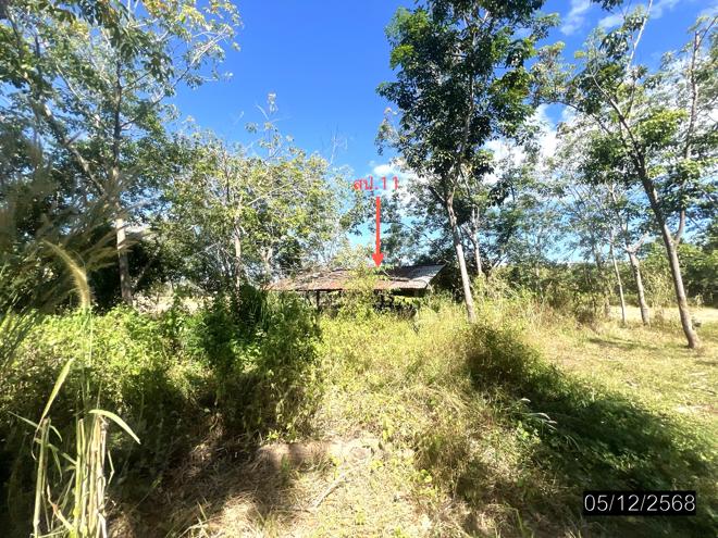 รูป บ้านเดี่ยว 9959 ตร.วา ไพรบึง ศรีสะเกษ 4.3M - รูปที่ 11/32