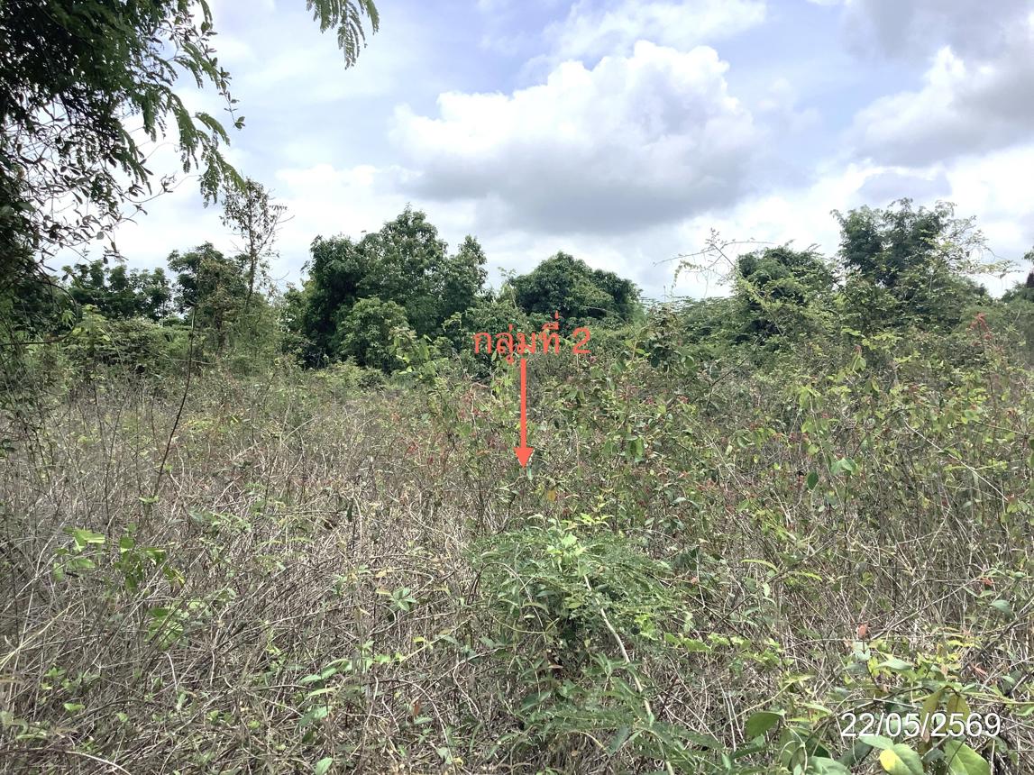 picture LAND 3979 Sq.w. Khlong Khlung Kamphaeng Phet for 4.5M - 28/32